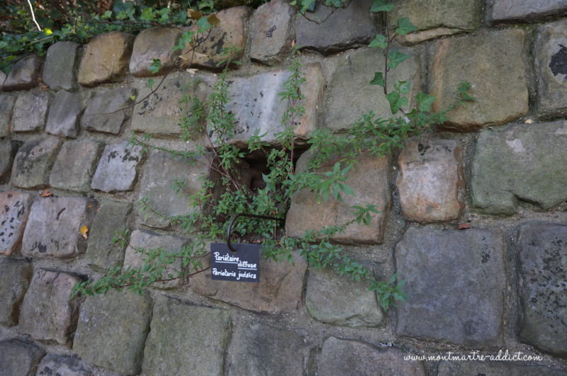 montmartre jardin_saint-vincent-15
