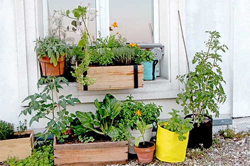 Atelier potager de balcon à Montmartre