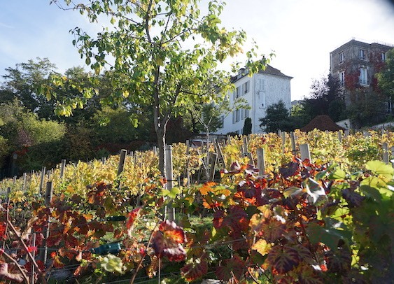 vignes-montmartre-oct-2019